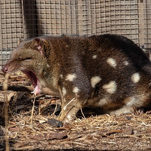 Spotted-tail Quoll