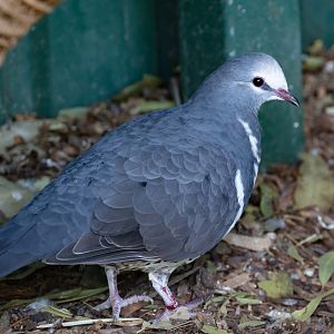 Wonga Pigeon
