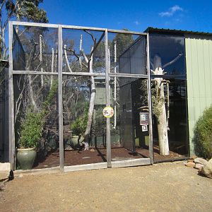 Cottontop Tamarin exhibit