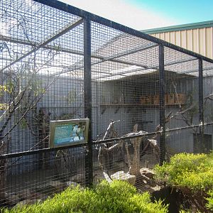 Lovebird aviary