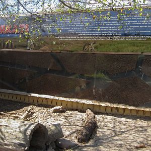 Meerkat Tunnels in wall