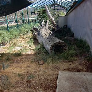 Serval enclosure