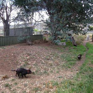 Tasmanian Devil exhibit