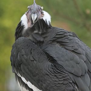 Andean Condor Vultur gryphus