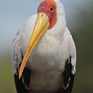 Yellow-billed Stork Mycteria ibis
