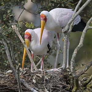 Yellow-billed Stork Mycteria ibis
