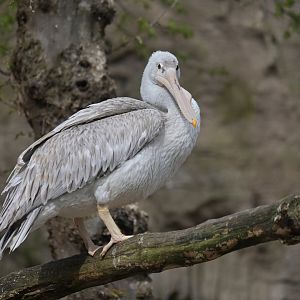 Pink-backed Pelican Pelecanus rufescens