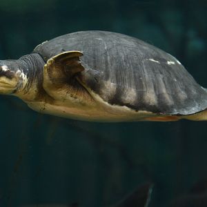 Carettochelys insculpta