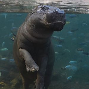 Pygmy hippo (Choeropsis liberiensis)