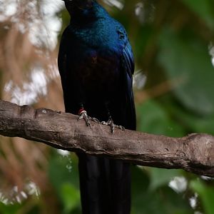 Long-tailed Glossy-Starling Lamprotornis caudatus