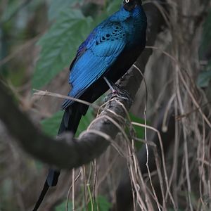 Long-tailed Glossy-Starling Lamprotornis caudatus