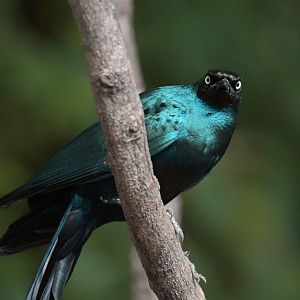 Long-tailed Glossy-Starling Lamprotornis caudatus