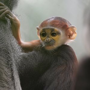 Douc langur (Pygathrix nemaeus)