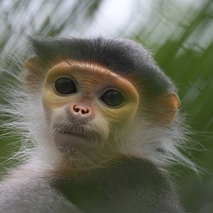 Douc langur (Pygathrix nemaeus)
