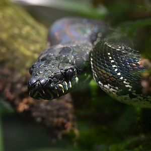 Boelen's python (Simalia boeleni)