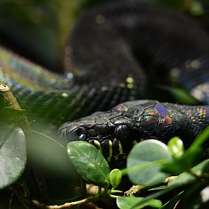Boelen's python (Simalia boeleni)