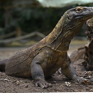 Komodo dragonVaranus komodoensis