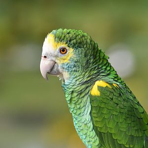 Yellow-shouldered Parrot Amazona barbadensis