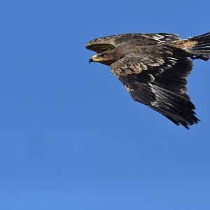 Steppe Eagle Aquila nipalensis