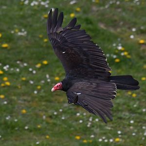 Turkey Vulture Cathartes aura
