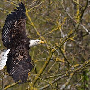 Bald Eagle Haliaeetus leucocephalus