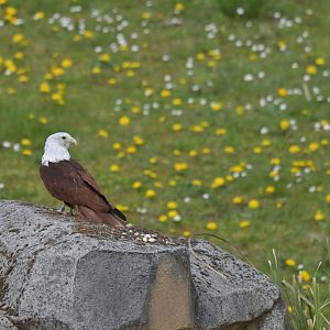 Brahminy Kite Haliastur indus