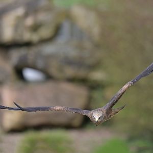 Red Kite Milvus milvus