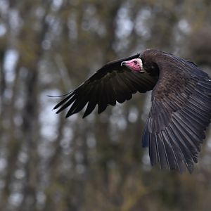 Hooded Vulture Necrosyrtes monachus