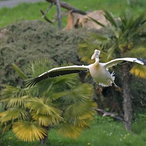 Great White Pelican Pelecanus onocrotalus