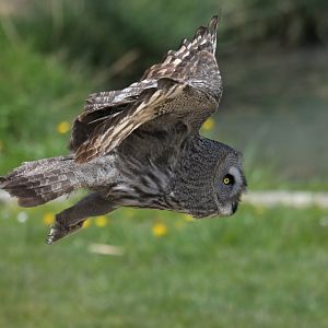 Great Grey Owl Strix nebulosa