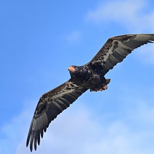 Bateleur Terathopius ecaudatus