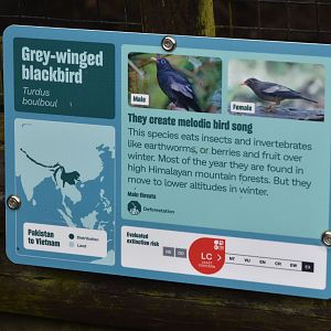 Signage (Grey-winged Blackbird) at Chester, 18th April 2024