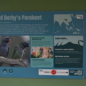 Signage (Derbyan Parakeet) at Chester, 18th April 2024