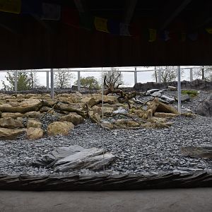 Snow Leopard Enclosure at Chester, 18th April 2024