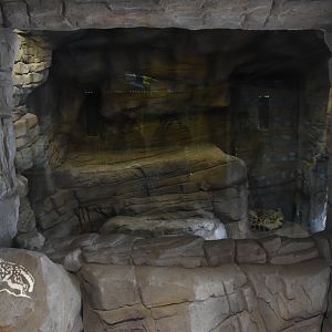 Snow Leopard Enclosure at Chester, 18th April 2024