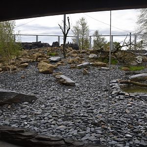 Snow Leopard Enclosure at Chester, 18th April 2024