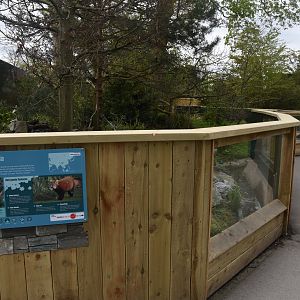 Refurbed Red Panda Enclosure at Chester, 18th April 2024