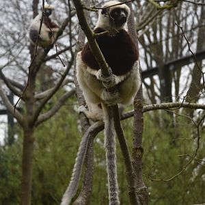 Coquerel's Sifakas at Chester, 18th April 2024