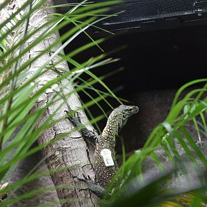Juvenile Komodo Dragon with Motion Tracker at Chester, 18th April 2024