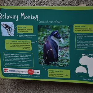 Signage (Roloway Monkey) at Chester, 18th April 2024