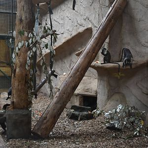 Roloway Monkeys in Monkey Islands at Chester, 18th April 2024