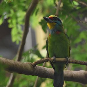 Black-browed Barbet at Chester, 18th April 2024
