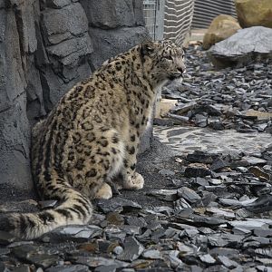 Snow Leopard at Chester, 18th April 2024