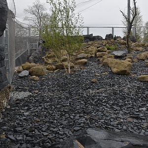 Snow Leopard Enclosure at Chester, 18th April 2024