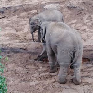 Asian Elephants 2020