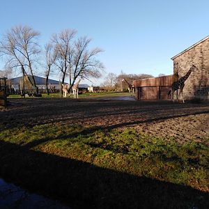 Rothschild's Giraffe Habitat 2020