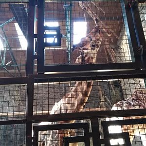 Rothschild's Giraffe 2020