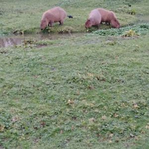 Capybaras 2020