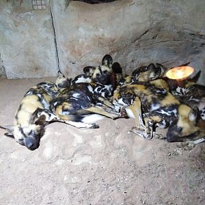 African Painted Dogs 2020