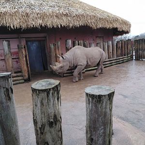 Eastern Black Rhinoceros 2020